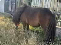 گھوڑی, Shetland Pony — تصویر 2