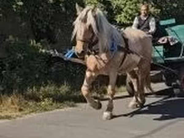 母马, Horses