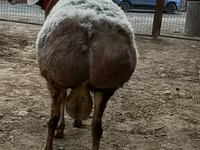แกะตัวผู้, Arashan sheep — รูปภาพ 1