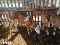 Býk, Simmental cattle — foto 3