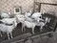 بز (گروه، جنسیت مشخص نشده), Saanen goat — عکس 5