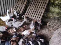 Ducks — عکس 5
