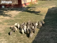 Guinea fowl — foto 1