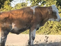 Kuh, Simmental cattle — Foto 5