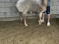 Kambing jantan, Arashan sheep — foto 5