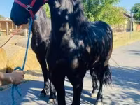 حصان, Friesian — الصورة 2