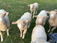 Biri-biri betina, Ile-de-France sheep — foto 4