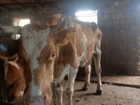 암소, Simmental cattle — 사진 6