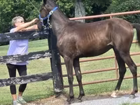 Caballo, Rocky Mountain Horse — foto 5