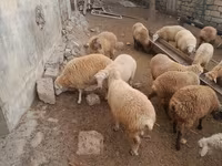 ভেড়ার পাঁঠা, ভেড়া — ছবি 2