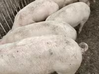 หมูป่าตัวผู้, หมู — รูปภาพ 1