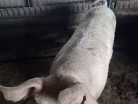 خوک ماده, خوک — عکس 2