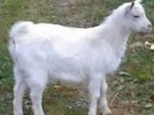 Billy Goat, Saanen goat — Kazakhstan