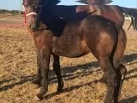 公马, Percheron — 照片 3