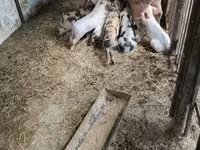 خنزير ذكر, الخنازير — الصورة 3