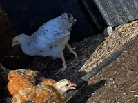 Chickens — ፎቶ 5