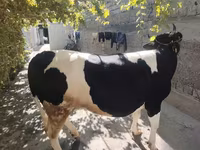 Cow, Russian Black pied cattle — photo 5