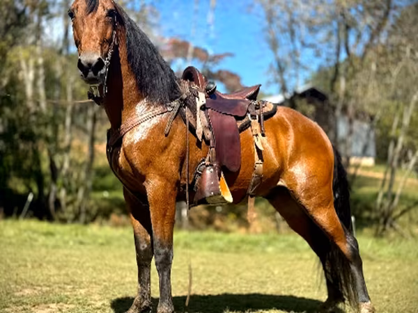 Kůň, Tennessee Walking Horse