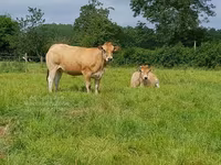 Sapi, Cast cow — foto 2