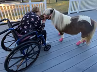Cavalla, Miniature horse — foto 3