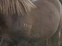 Kuda (lot, jantina tidak dinyatakan), Horse breed — foto 4