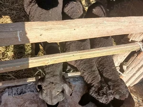 ভেড়ার পাঁঠা, ভেড়া — উজবেকিস্তান