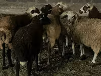 Πρόβατο, Πρόβατα — φωτογραφία 5