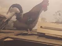 Chickens — ፎቶ 1
