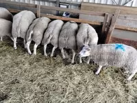 Beran, Beltex sheep — foto 1