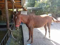 Hingst, Thoroughbred horse — foto 5