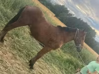 Kůň, Koně — foto 3