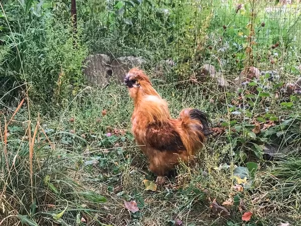 تھائی گیم