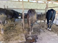 Stier, Runderen — foto 3