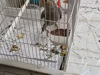 Məhsul: Nimfa (Cockatiel) papağanı və qəfəs dəsti Təsvir: - Rəng — รูปภาพ 1