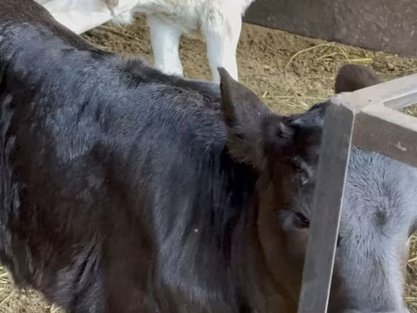 Lo’, Cattle