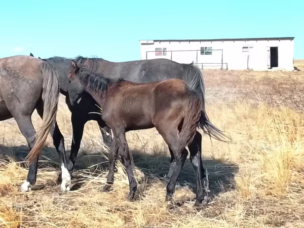فرس, Kazakh horse