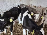 Bik, Simmental cattle — fotografija 3
