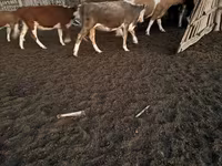 گائے, Swiss cattle — تصویر 3