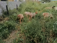 Pecora, Pecore — foto 2