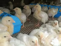 Chickens — foto 1