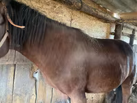 Merrie, Paarden — foto 1