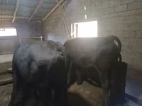 Toro, Aberdeen Angus — foto 5