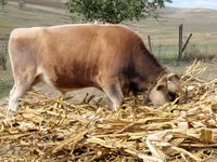 گاو نر, Simmental cattle — عکس 1
