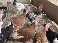 Turkeys — fotografija 2