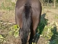 Hoppe, Nonius horse — foto 2