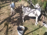 ፍየል, LaMancha goats — ፎቶ 1
