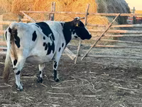 Krava, Latvian Blue cattle — foto 3