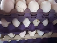 برنزی — عکس 3