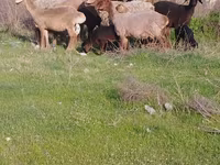 میش, گوسفند — عکس 4