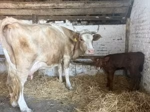 วัวตัวเมีย, Simmental cattle